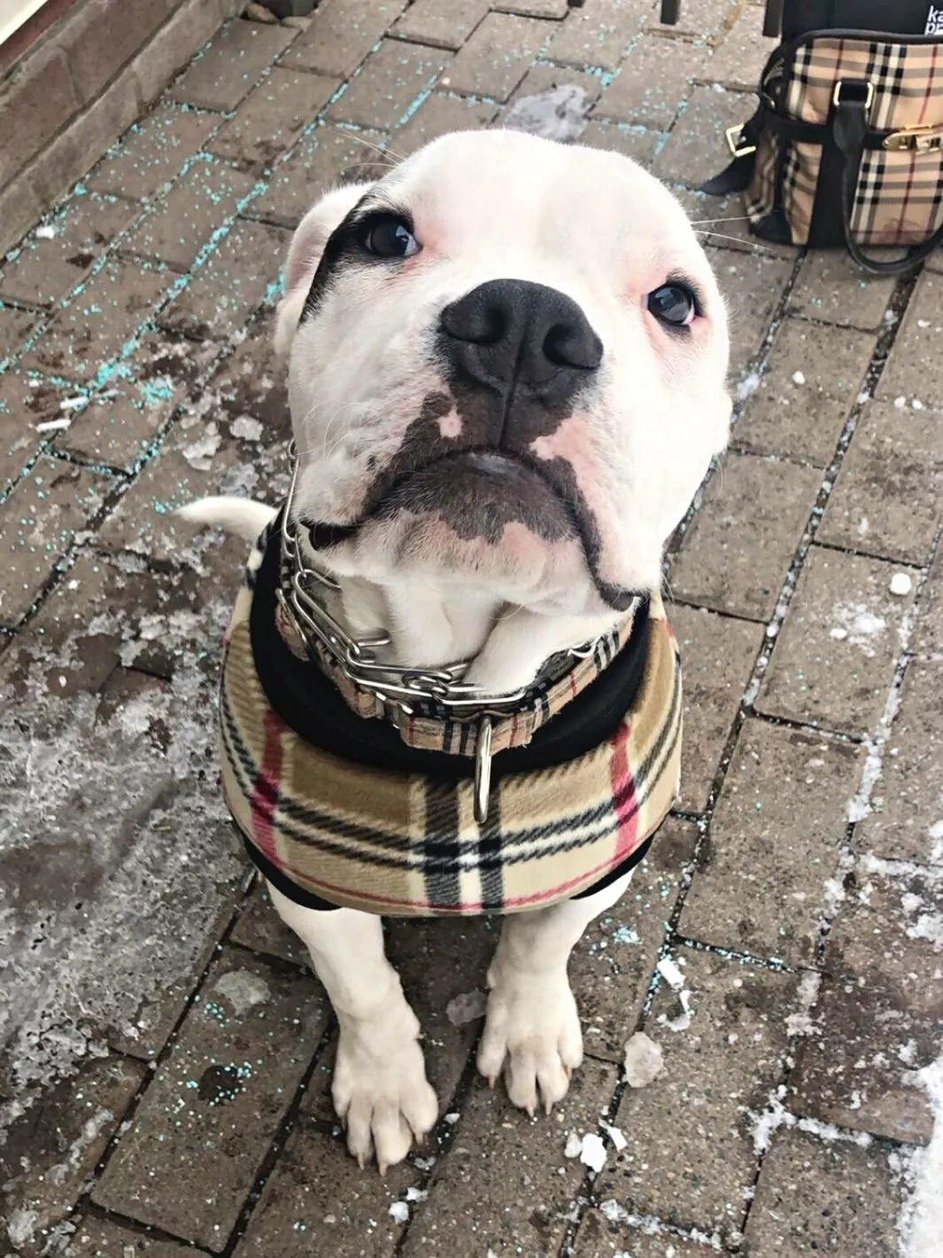 Lightweight Camel Plaid Dog Sweater